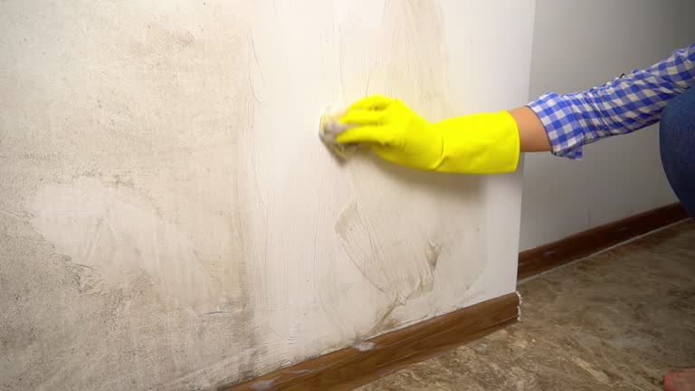 Best Environmental Consulting for Mold Prevention  in Ava, MO